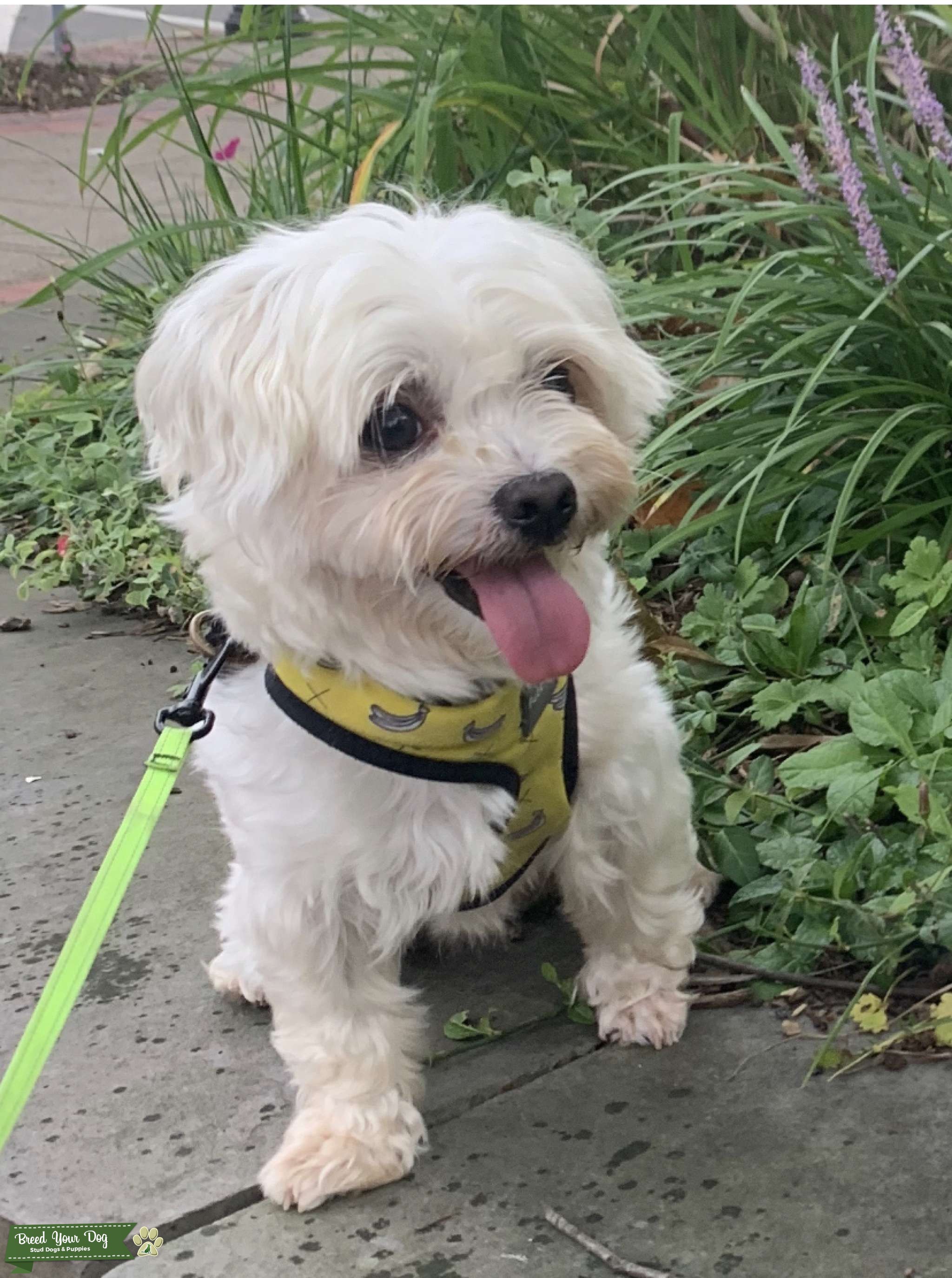 White Purebred Maltese Stud Dog in New Jersey, the United States