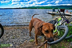 Rhodesian Ridgeback Listing Image