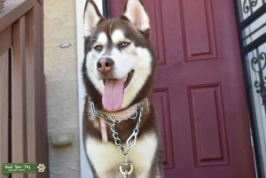 AKC Siberian  Husky Listing Image