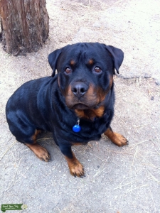 German Rottweiler  Listing Image