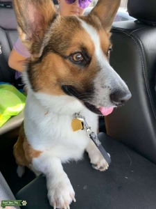 Pembroke Welsh Corgi looking for female Listing Image