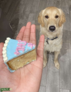 golden retriever  Listing Image