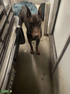 Doberman Listing Image