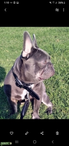 FRENCHBULLDOG Listing Image