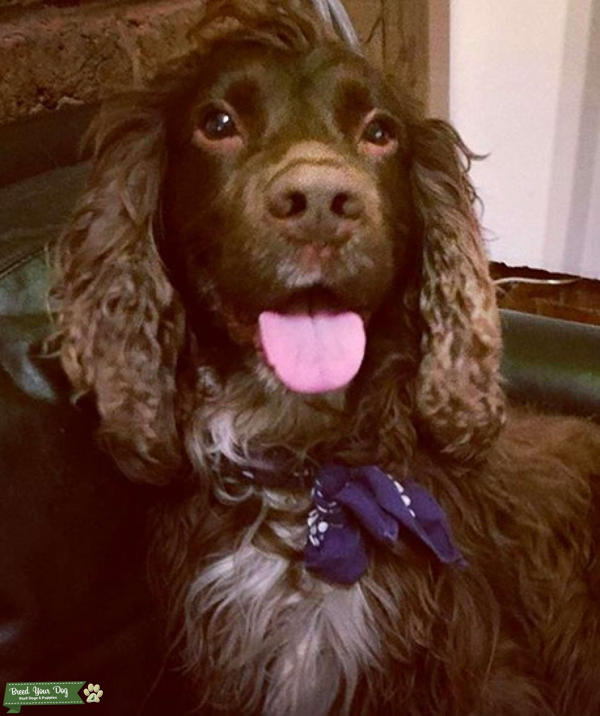 Cocker spaniel for stud Stud Dog London Breed Your Dog