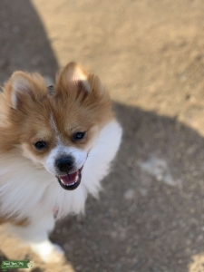 Pomeranian Stud Service  Listing Image