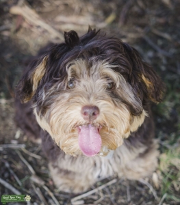 Designer Yorkie Poochon With Hazel Eyes  Listing Image