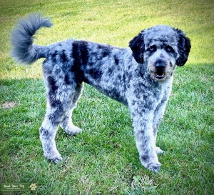Blue Merle Aussiedoodle Stud Listing Image