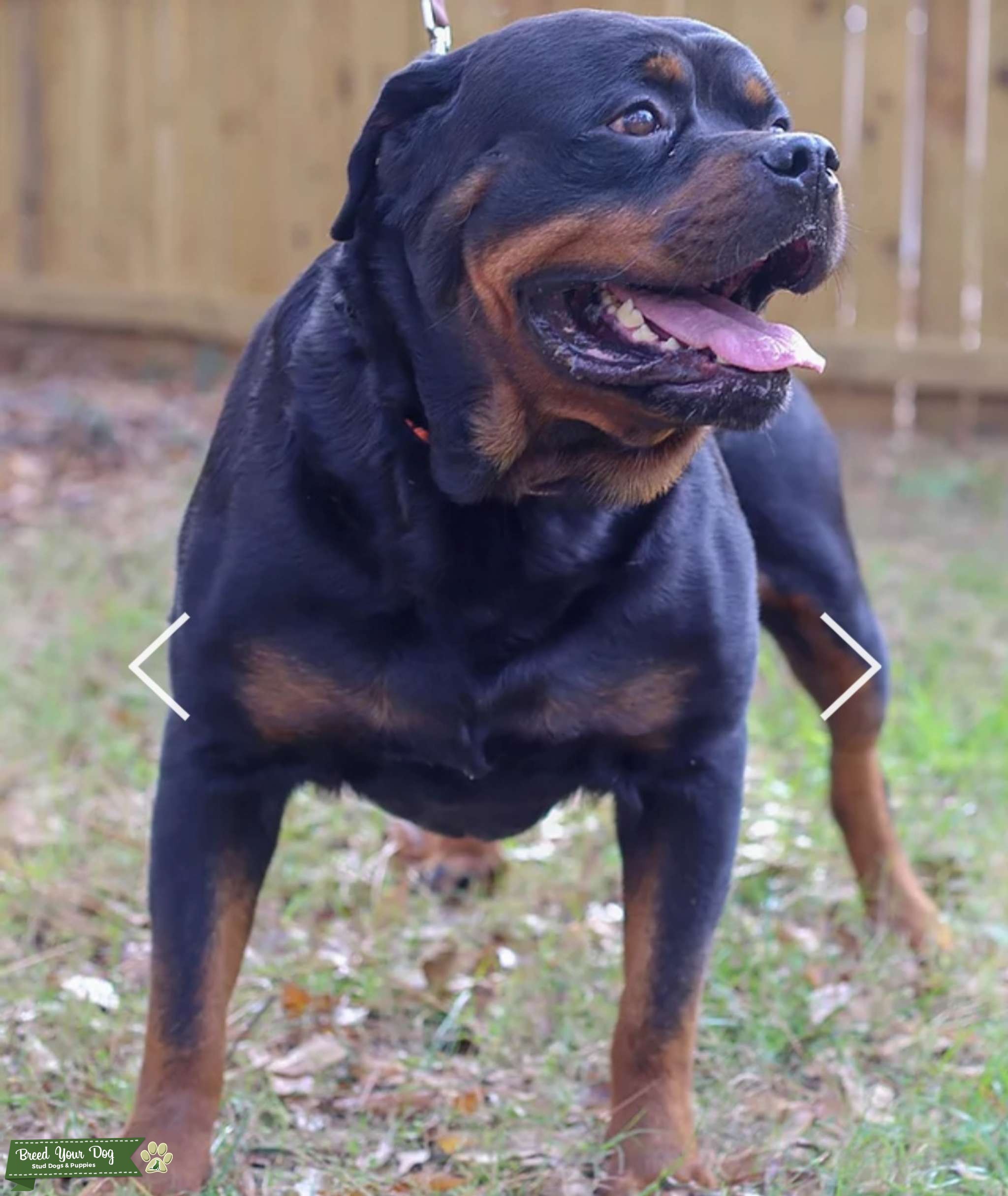 Rottweiler AKC Champion Bloodline Stud - Stud Dog Southeast - Breed ...