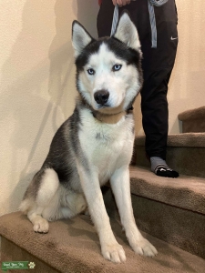 Male Husky Listing Image