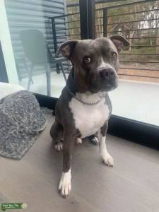 Blue nose pitbull stud looking to breed Listing Image