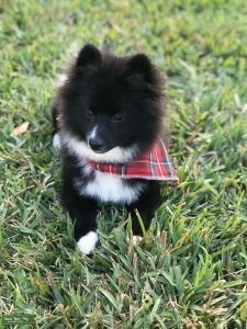 Looking for a Female Pom Listing Image