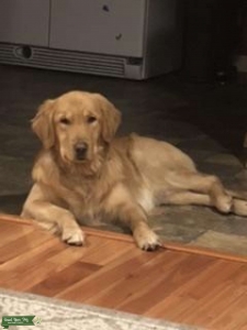  Stud Golden Retriever Listing Image