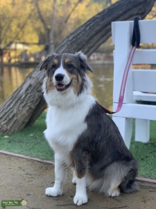 Our girl is looking for a hubby :)  Listing Image