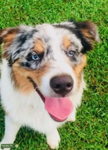 Akc australian shepherd blue merle for stud Listing Image