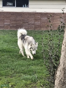 Siberian husky/ Malamute Stud Listing Image
