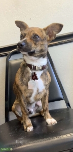 Looking for female to breed with Listing Image