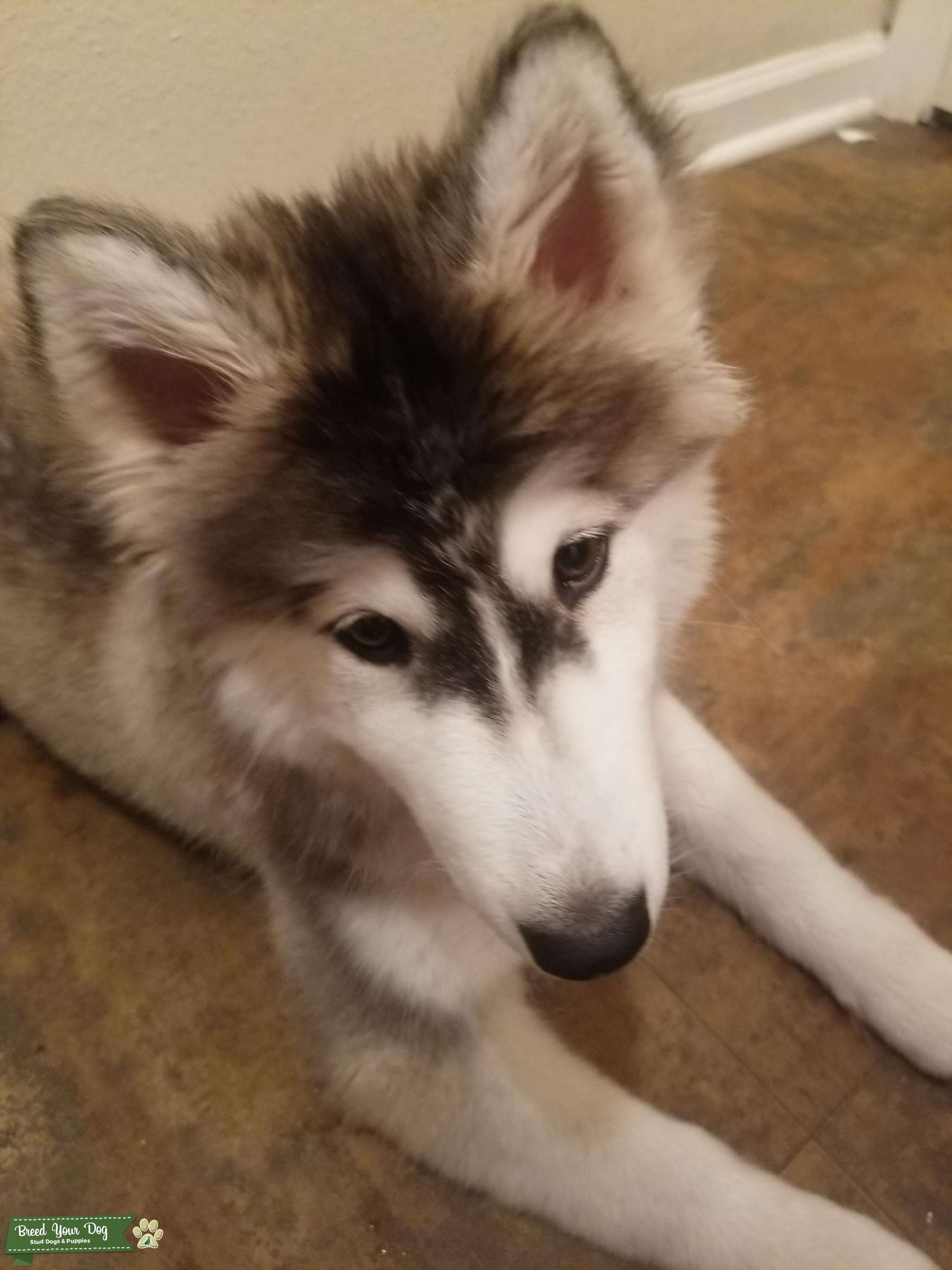 Looking for husky male to mate with my girl Stud Dog San Diego