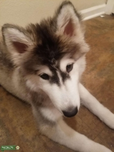 Looking for husky male to mate with my girl Listing Image