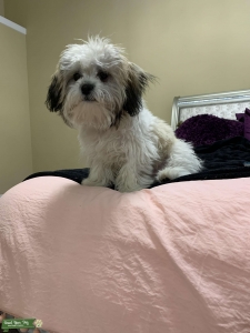 Shichon  Listing Image