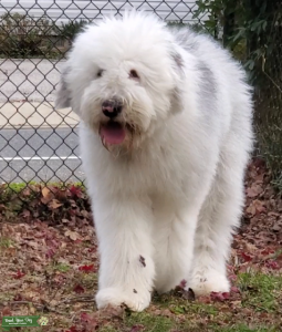 Old english sheepdog Listing Image