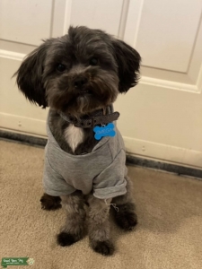 Looking for Female Toy Poodle Listing Image