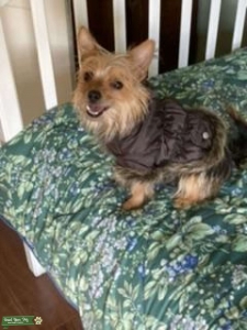Yorkie bitch Listing Image