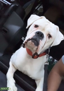 White Boxer Stud Listing Image