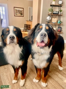 Male, Pure Bred Bernese Mountain Dog Listing Image