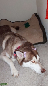 Siberian Husky Listing Image