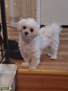 3yo Purebred Teacup Maltese Listing Image