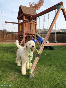 Standard Poodle Listing Image