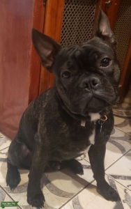 Frenchton Stud Listing Image