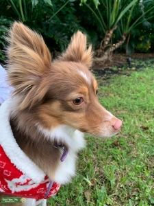 Toy Australian Shep Listing Image