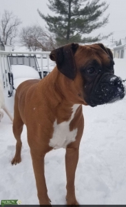 Akc pure breed boxer  Listing Image