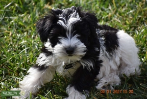 Miniature Schnauzer - Black Parti Listing Image
