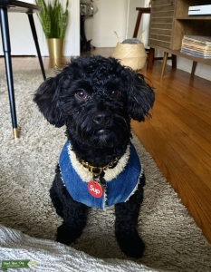 Toy Poodle Listing Image