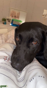 Black Labrador Listing Image
