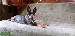Sweet Blue Heeler Listing Image