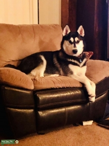 Dual registered pure bred male husky Listing Image