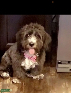 Shorkie momma Zo looking for Hot Dog Listing Image
