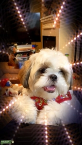 Cute Shih Tzu looking for Stud Listing Image