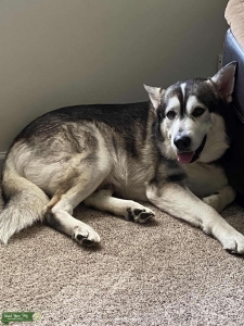 Siberian husky stud looking for female  Listing Image