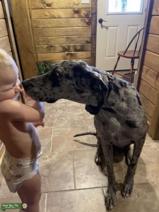 Registered Merle Great Dane Female  Listing Image