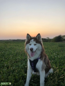 Husky Stud  Listing Image