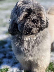 Lhasa apso for Stud Listing Image