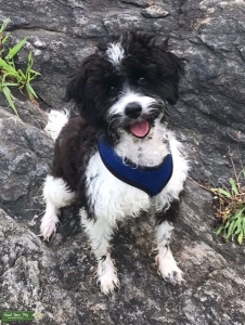 Black & White Cockerpoo Listing Image