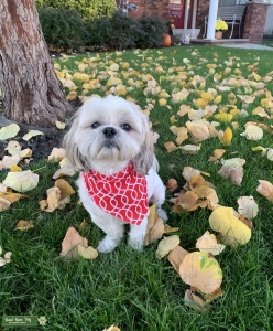 Super cute calm Shihtzu Listing Image