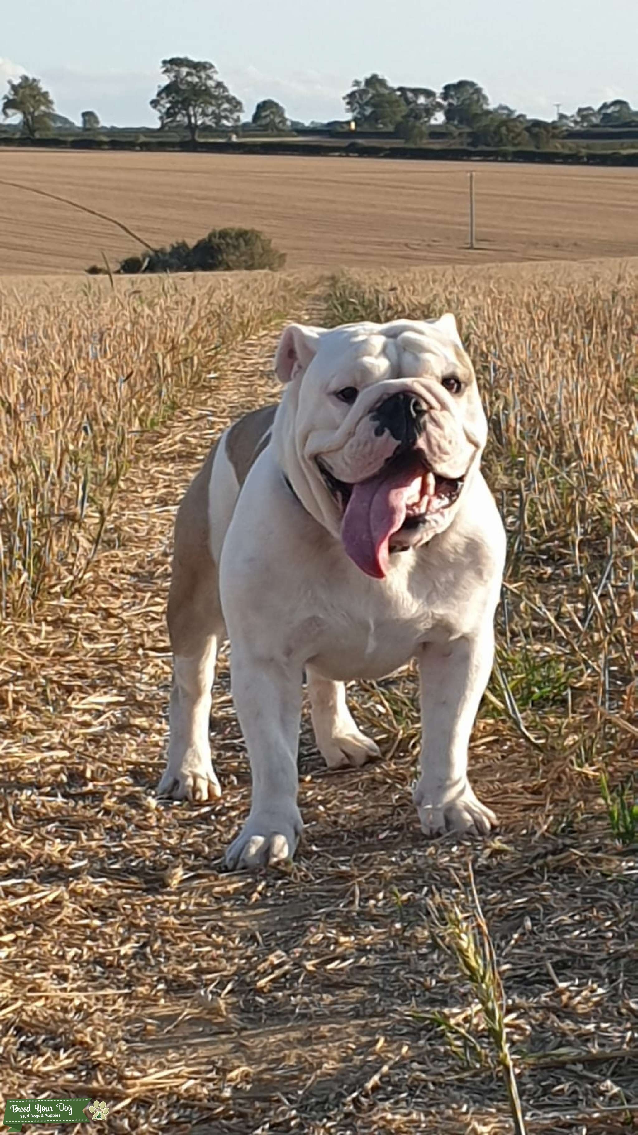 Stud Dog Purebreed English Bulldog Stud Breed Your Dog