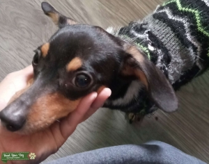 Chiweenie stud Listing Image